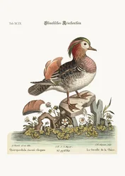 Die Chinesische Krickente, 1749-73